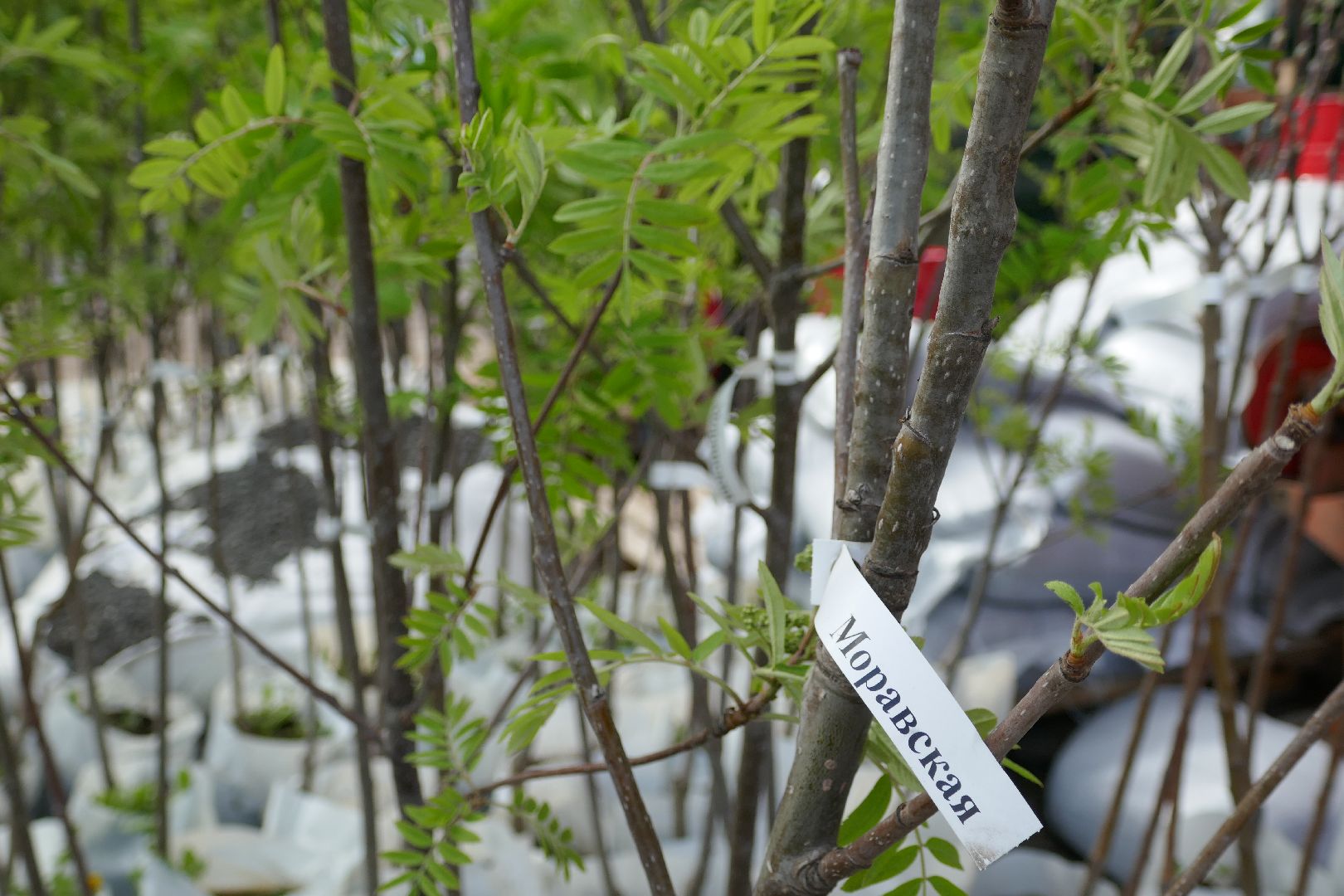 Подольск, озеленение, благоустройство, весна