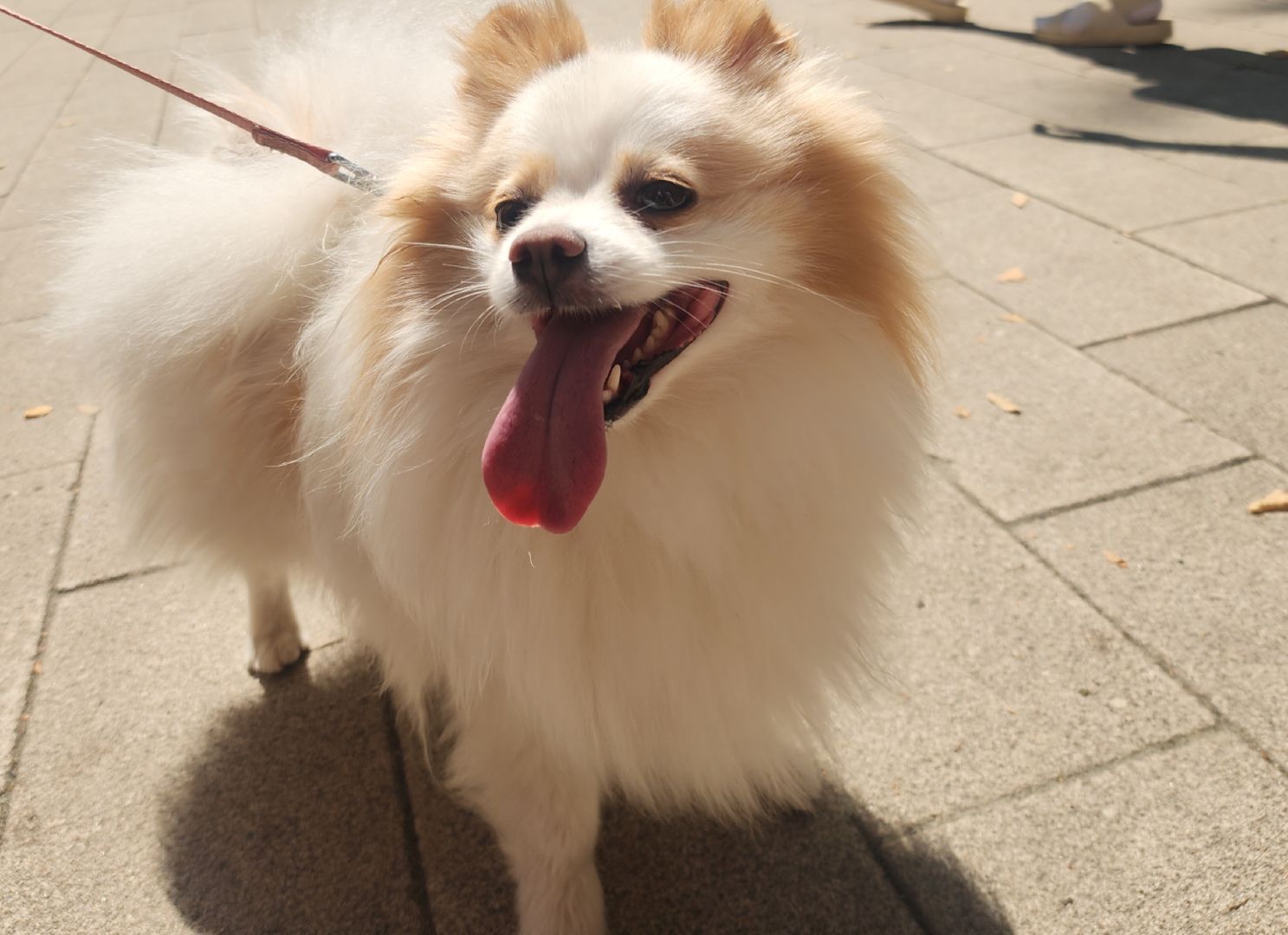 Туризм , Отдых , Культура , Люди Звенигорода , Общество ,