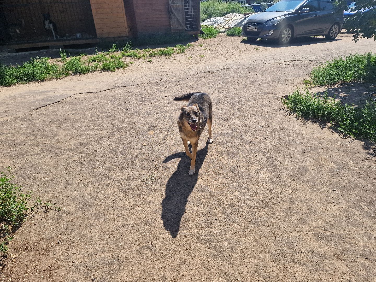 дубна, волонтеры, приют,