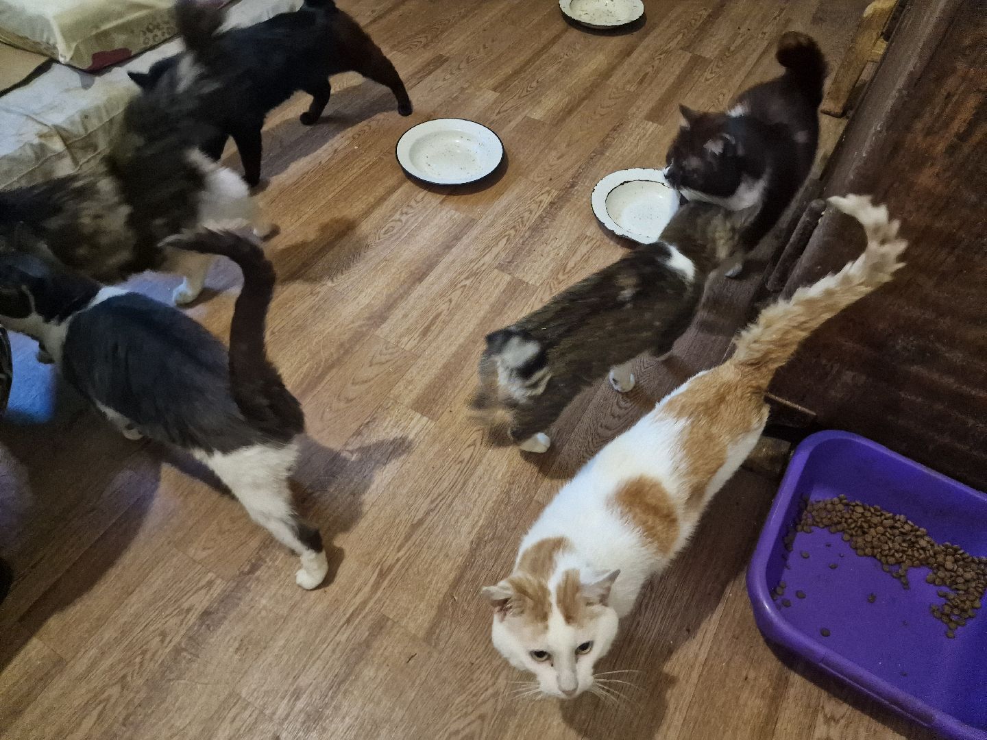 дубна, волонтеры, приют,