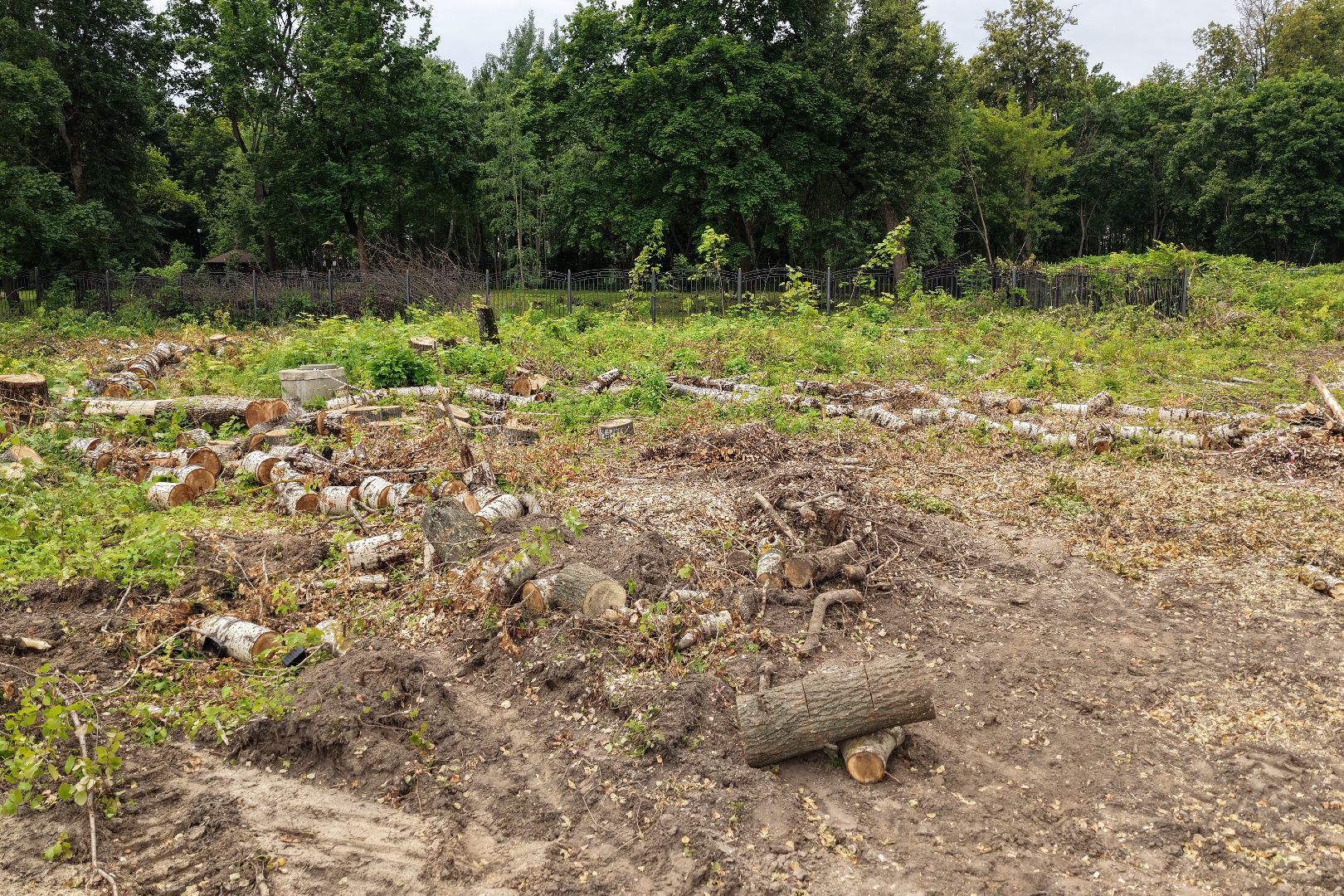 видео с коптера, городской парк раменский,