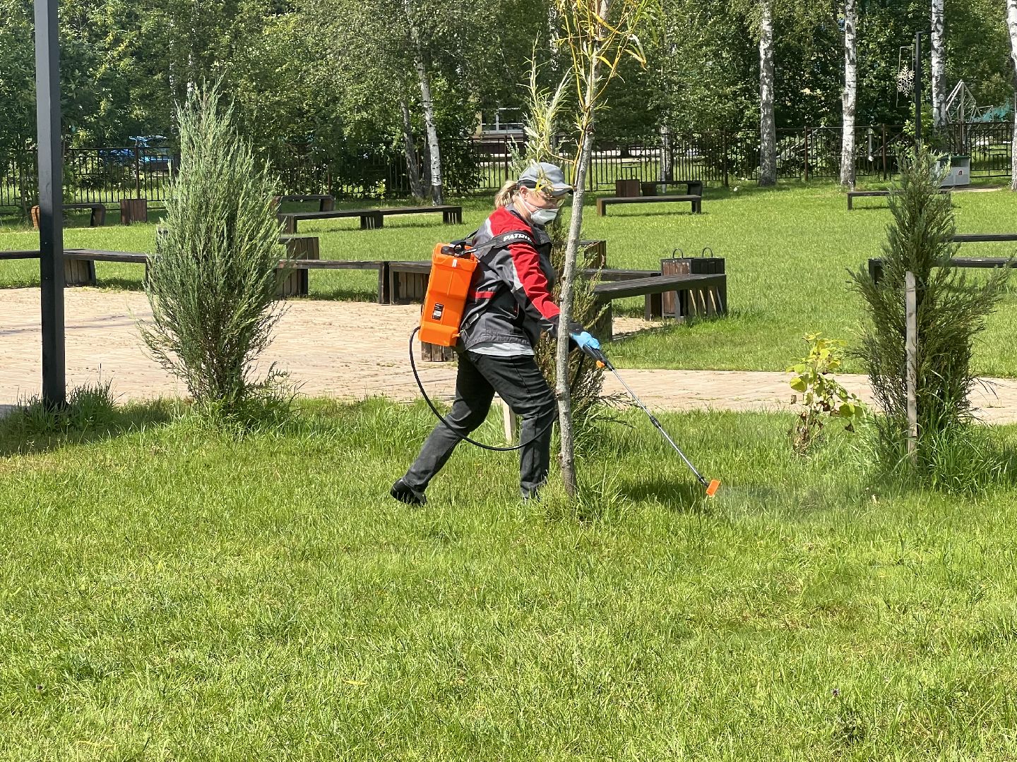 талдомский городской округ,  Запрудня, Клещи, обработка от клещей,