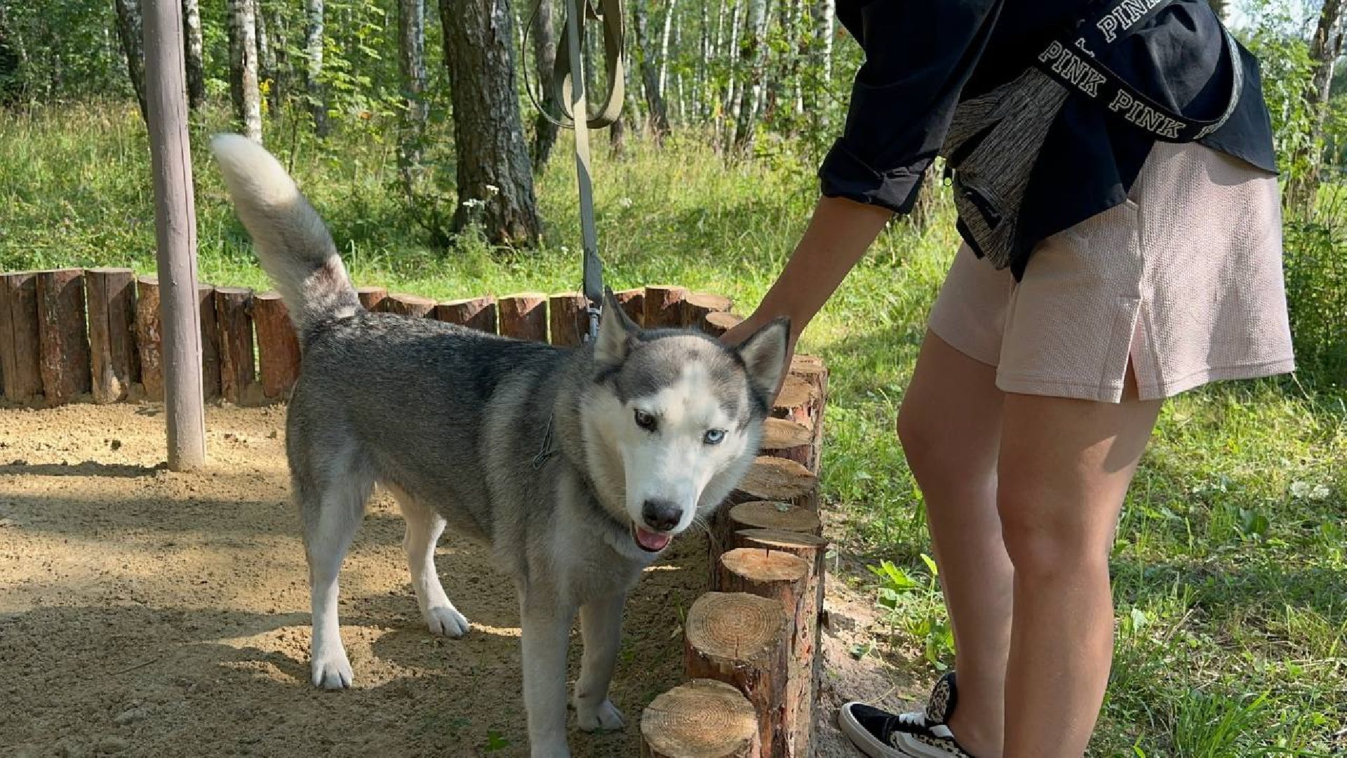 парки, домашние животные, домодедово,