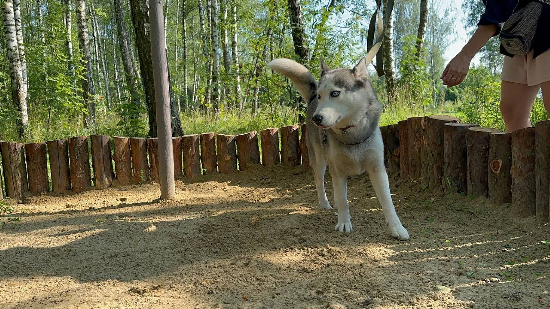 парки, домашние животные, домодедово,