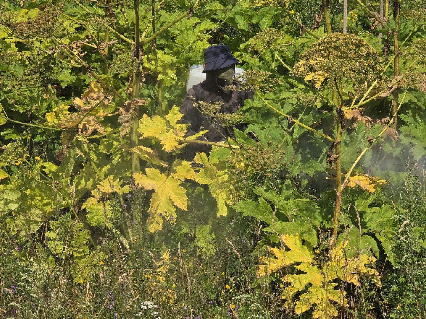 можайск, можайский муниципальный округ, подмосковье, борщевик, борьба с борщевиком, экология, борщевик Сосновского, обращения граждан,