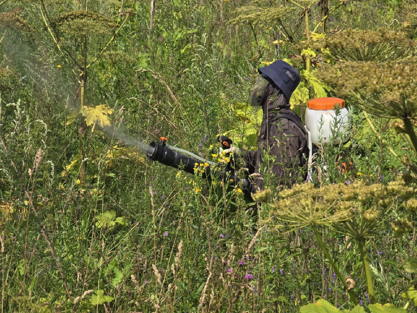 можайск, можайский муниципальный округ, подмосковье, борщевик, борьба с борщевиком, экология, борщевик Сосновского, обращения граждан,