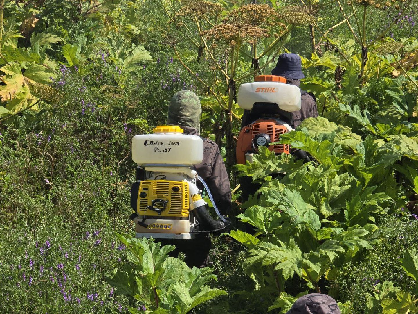 можайск, можайский муниципальный округ, подмосковье, борщевик, борьба с борщевиком, экология, борщевик Сосновского, обращения граждан,