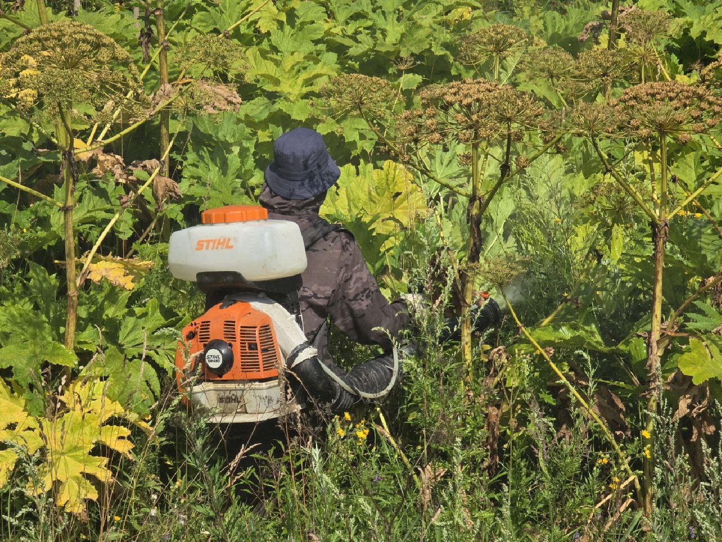 можайск, можайский муниципальный округ, подмосковье, борщевик, борьба с борщевиком, экология, борщевик Сосновского, обращения граждан,