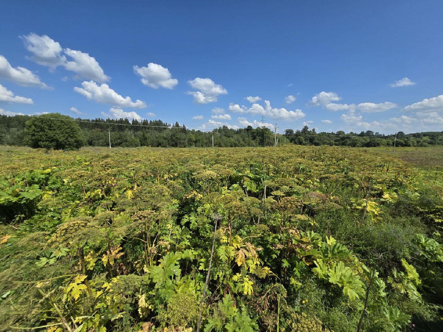 можайск, можайский муниципальный округ, подмосковье, борщевик, борьба с борщевиком, экология, борщевик Сосновского, обращения граждан,