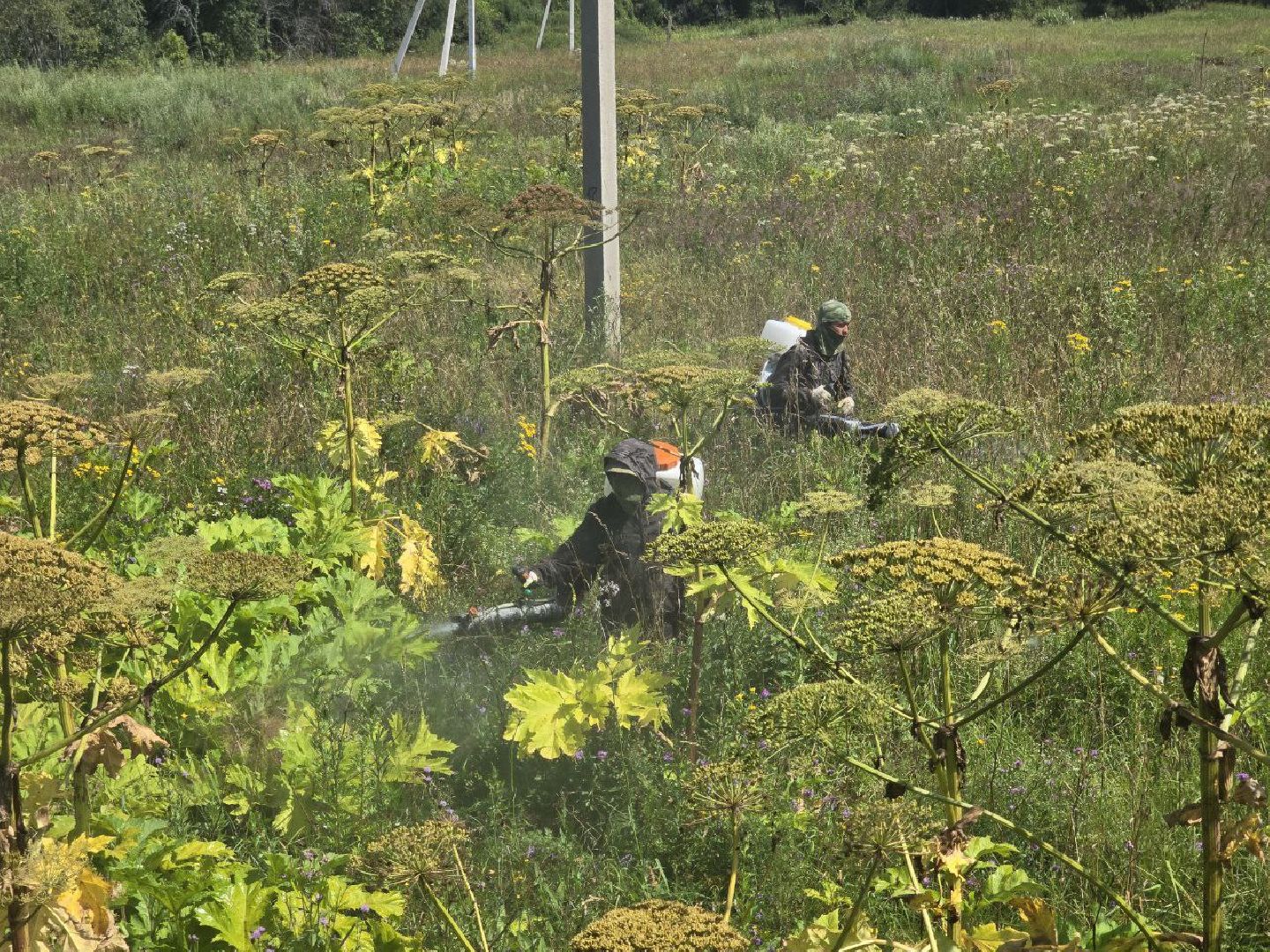 можайск, можайский муниципальный округ, подмосковье, борщевик, борьба с борщевиком, экология, борщевик Сосновского, обращения граждан,