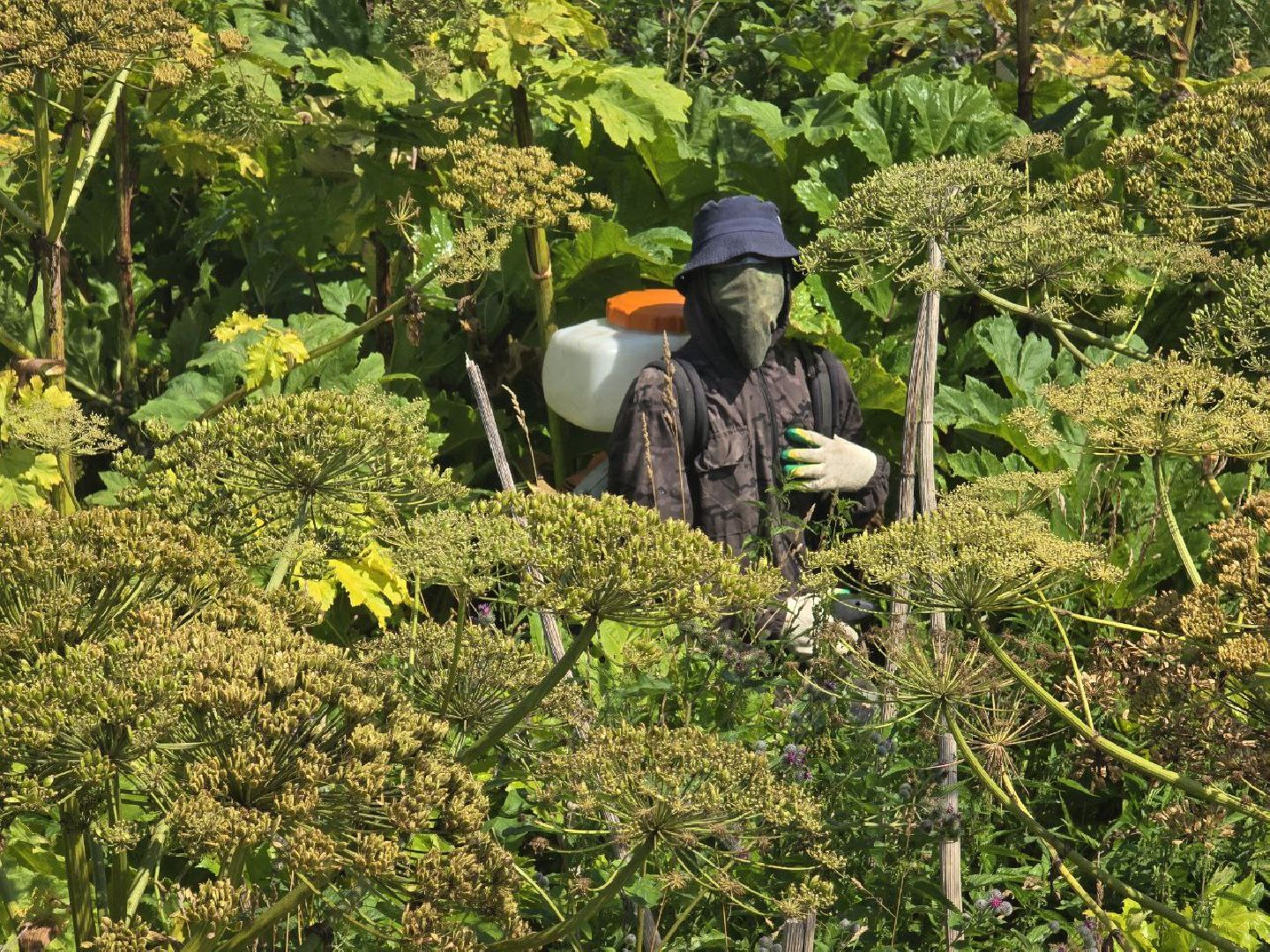 можайск, можайский муниципальный округ, подмосковье, борщевик, борьба с борщевиком, экология, борщевик Сосновского, обращения граждан,