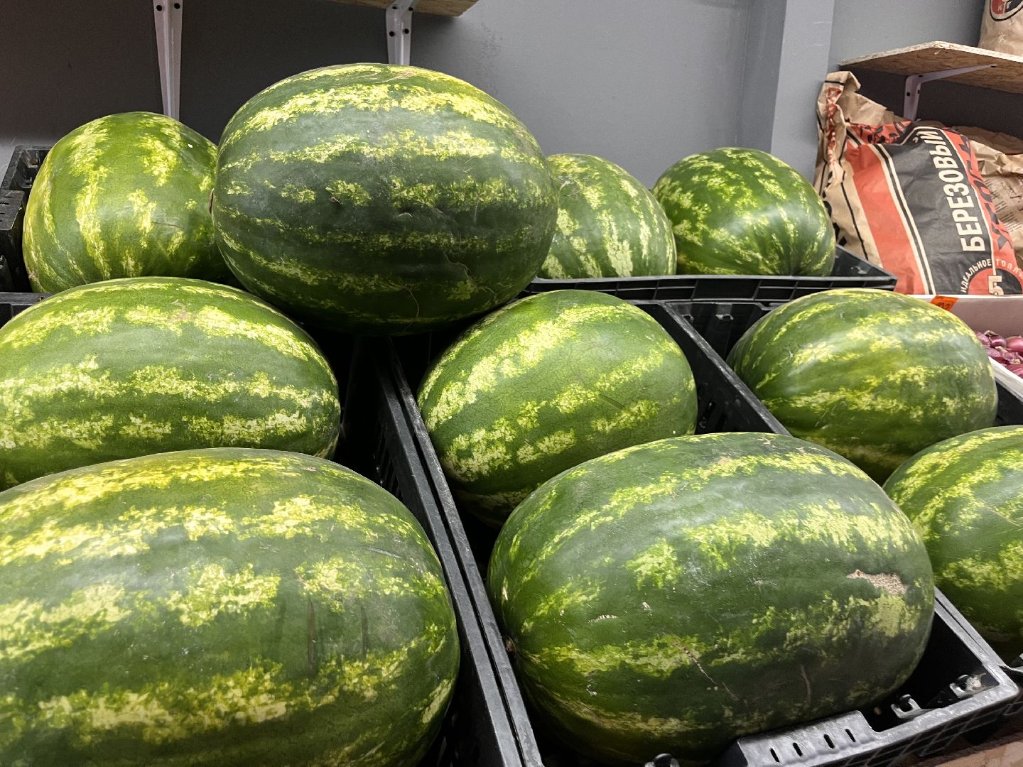 шатура 2025, Шатура, Лето в шатуре, арбуз, арбузный бум,