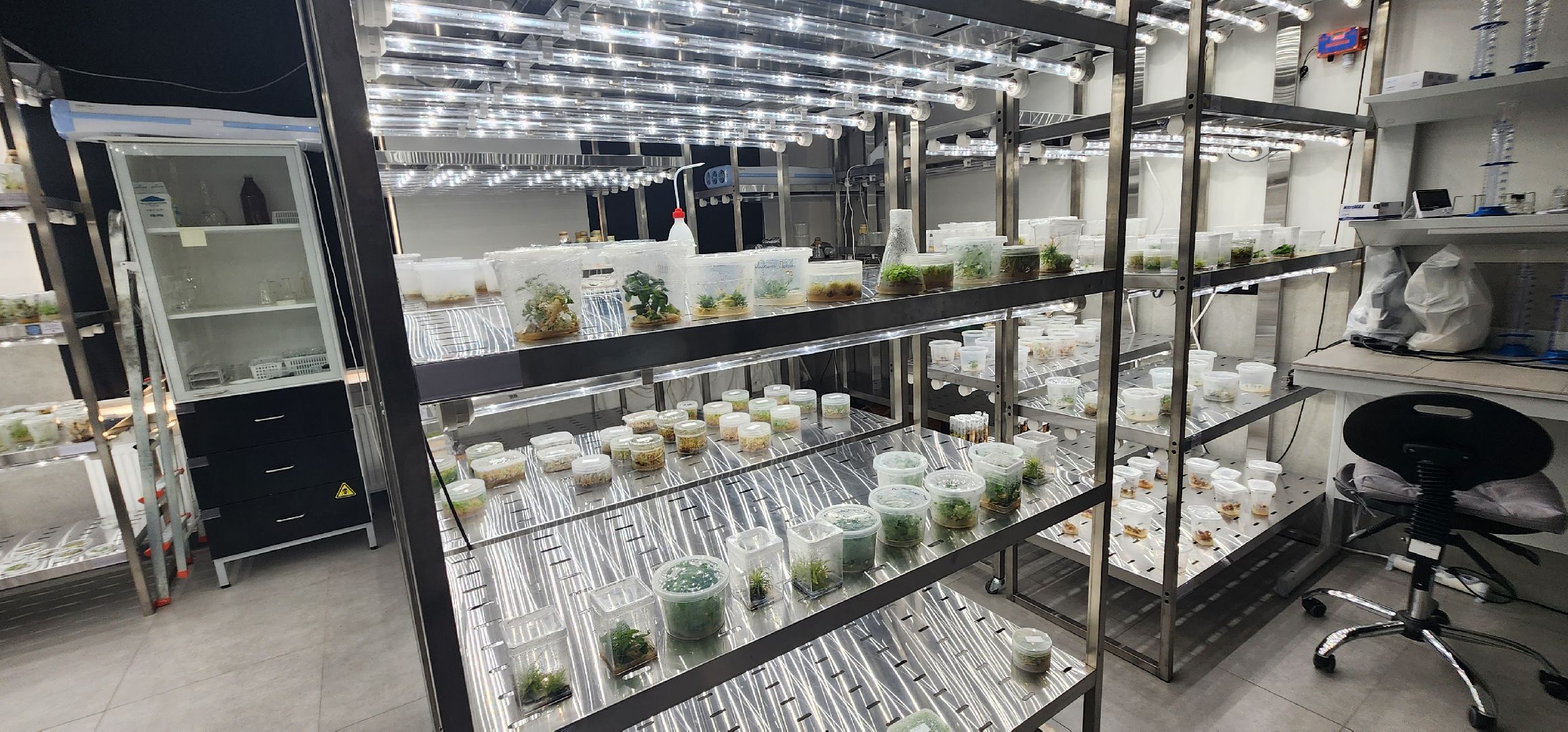 долгопрудный, технопарк физтех-лицея, международная смена, агротехнологии, гидропонная установка, микроклональное размножение растений,растения из пробирки,