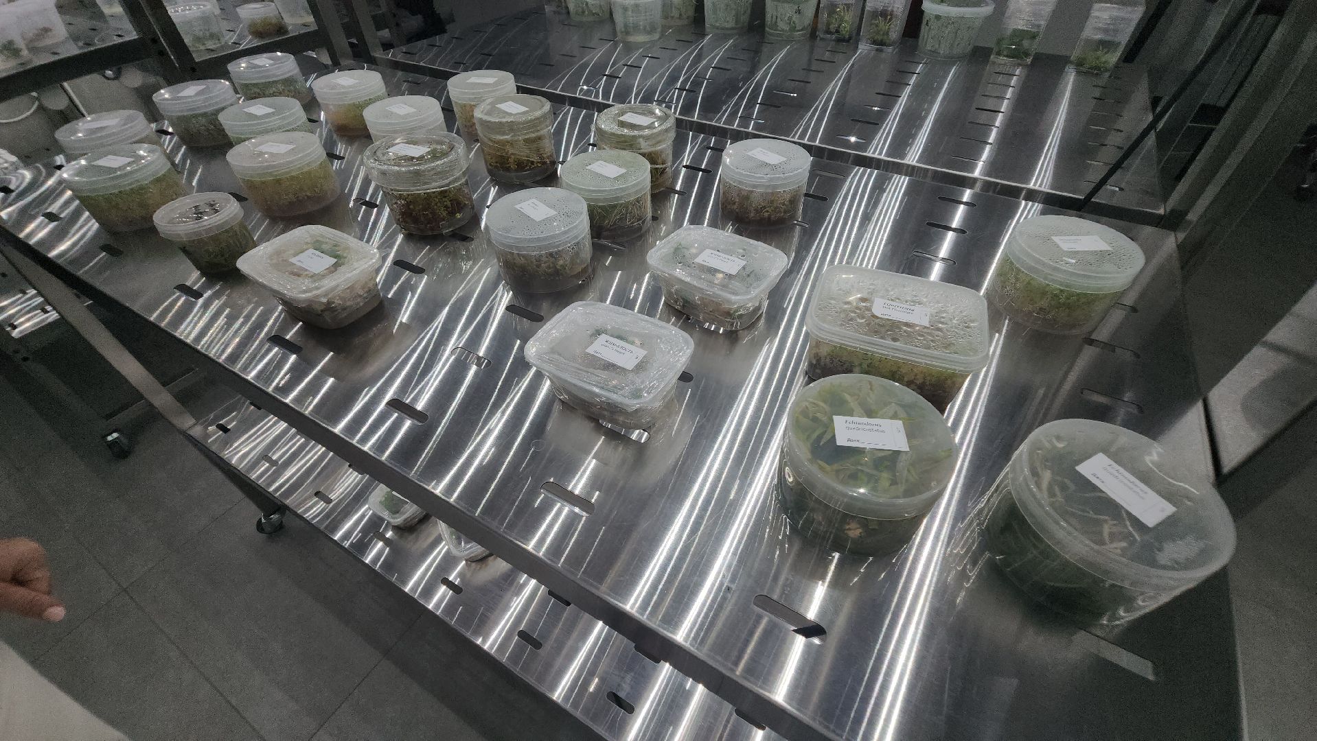 долгопрудный, технопарк физтех-лицея, международная смена, агротехнологии, гидропонная установка, микроклональное размножение растений,растения из пробирки,