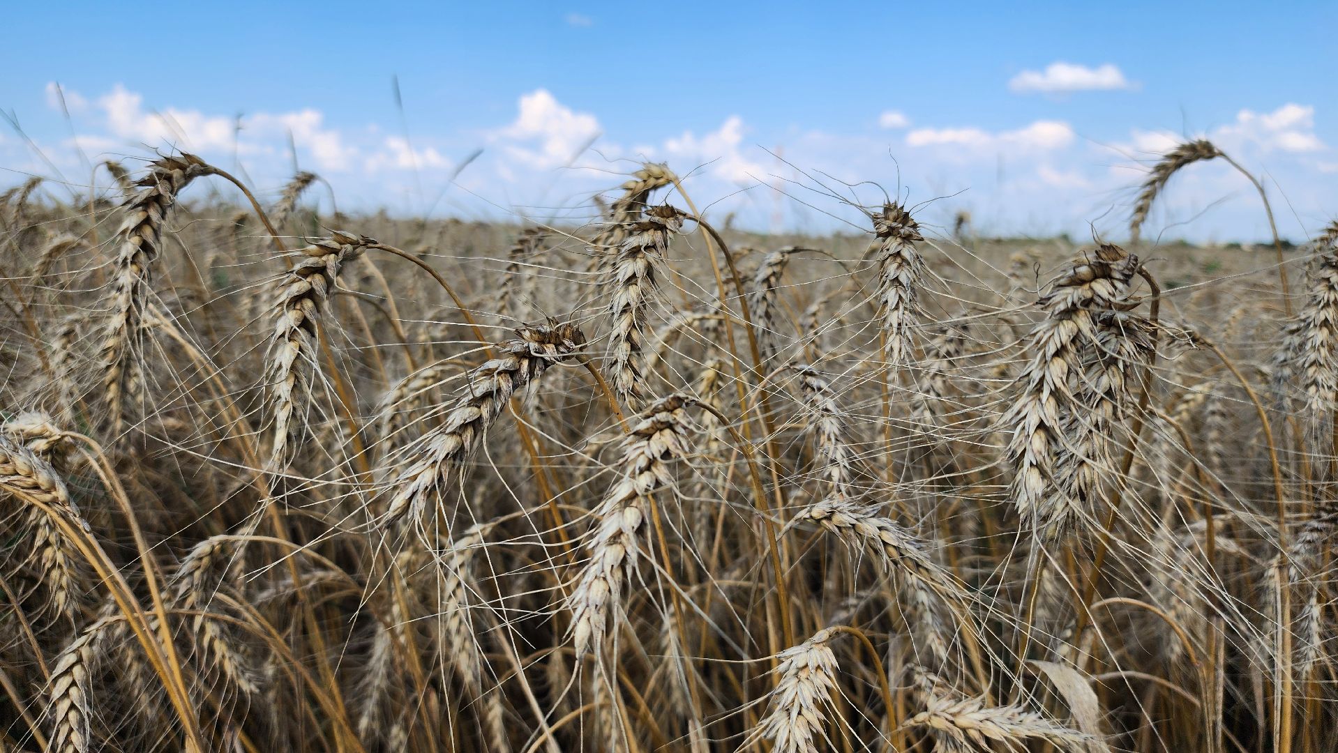 праздник первого снопа,  серебряные пруды, Якимовка, Уборочная 2025,