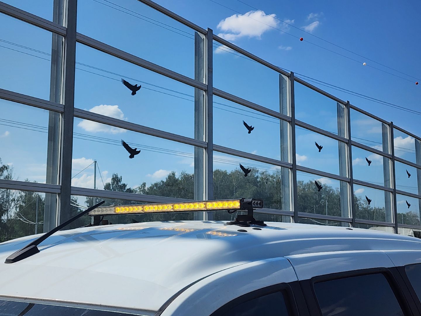 Мытищи, мытищинская хорда, птицы, Экология,