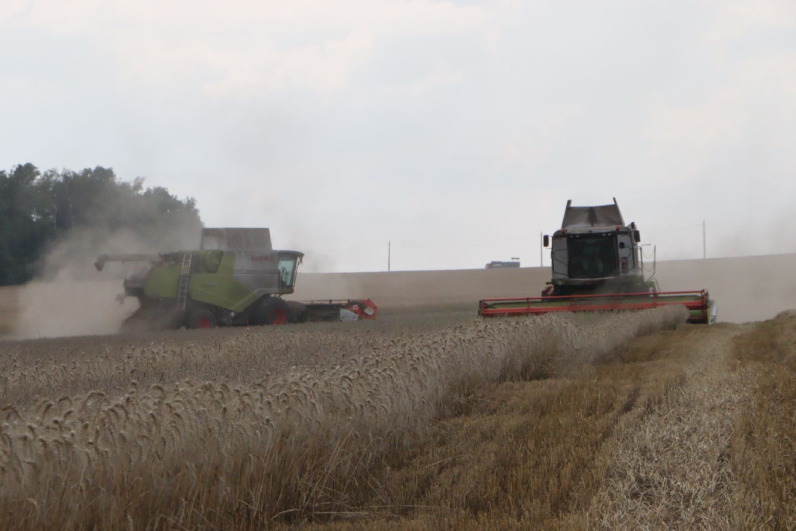зарайск, сельское хозяйство, уборочная кампания,