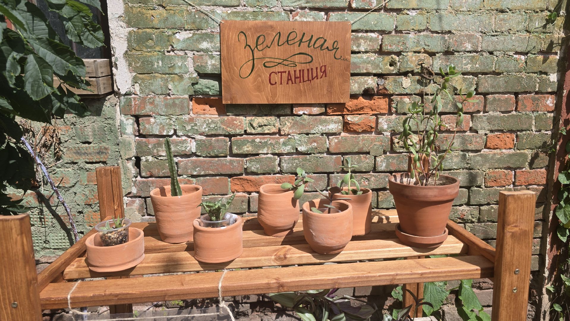 Коломна, обмен растениями,