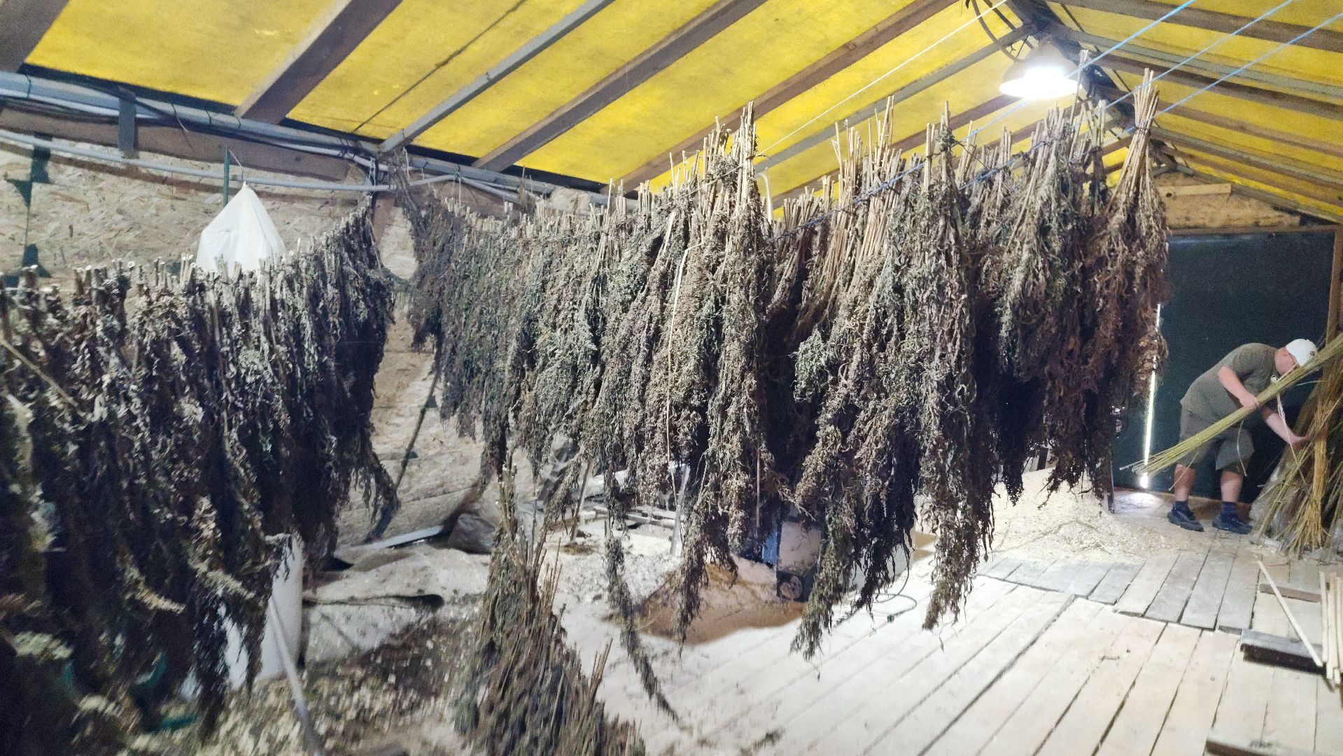 волоколамск, коноплеводство, экономика,