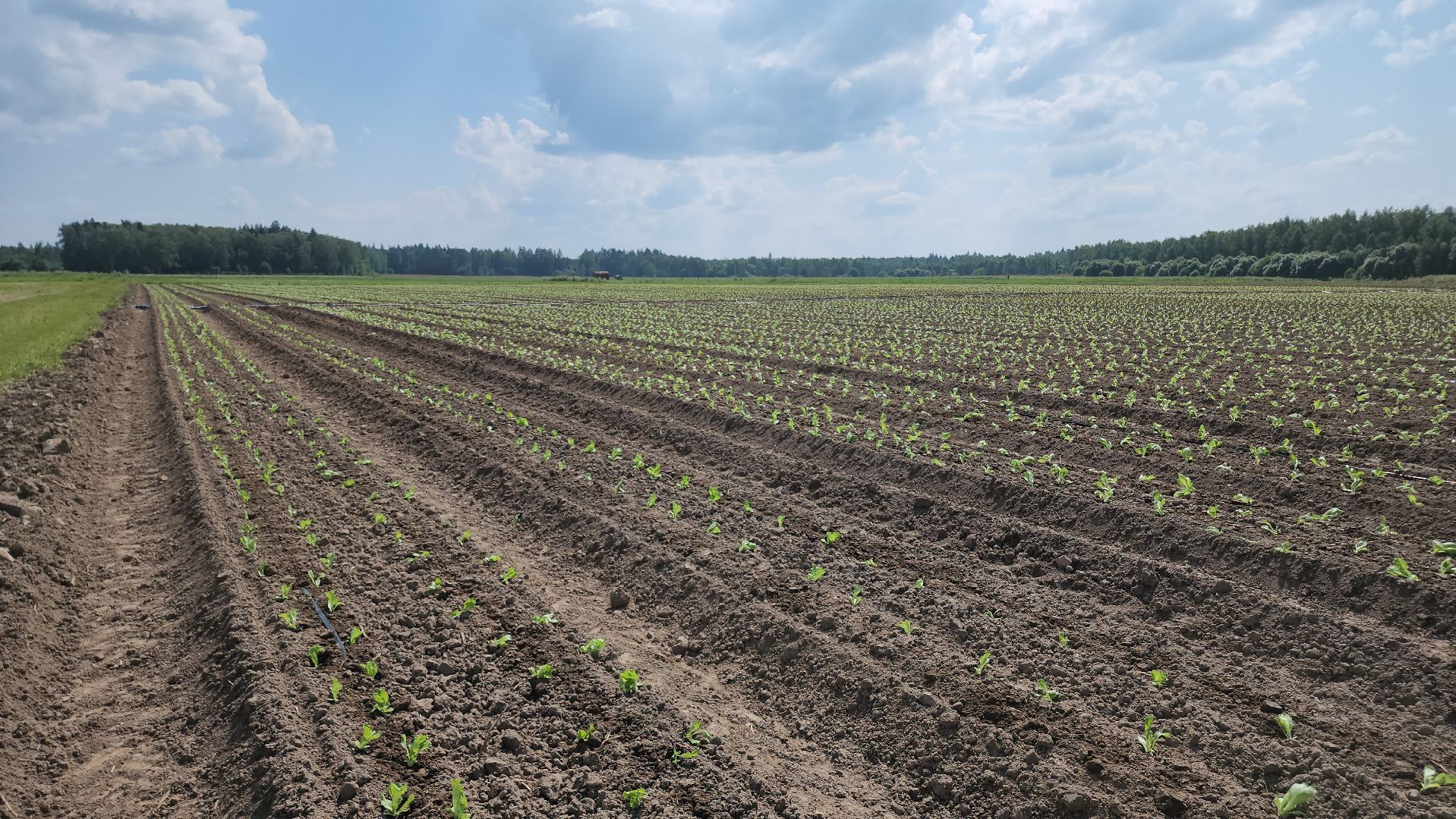 Егорьевск, Подмосковье, Московская область,
