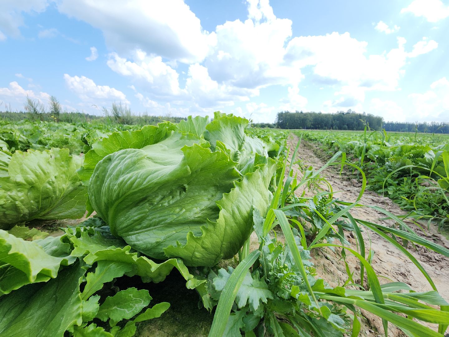 Егорьевск, Подмосковье, Московская область,