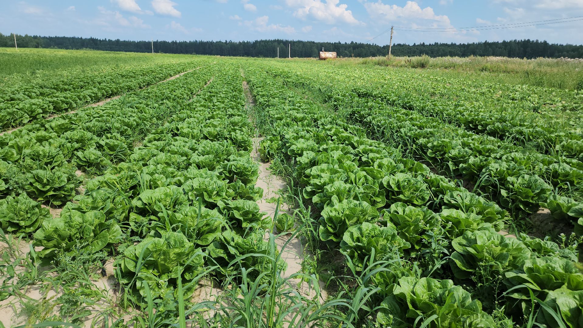 Егорьевск, Подмосковье, Московская область,