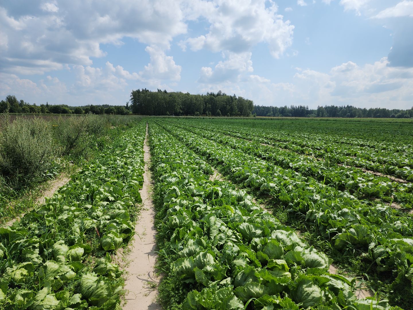 Егорьевск, Подмосковье, Московская область,