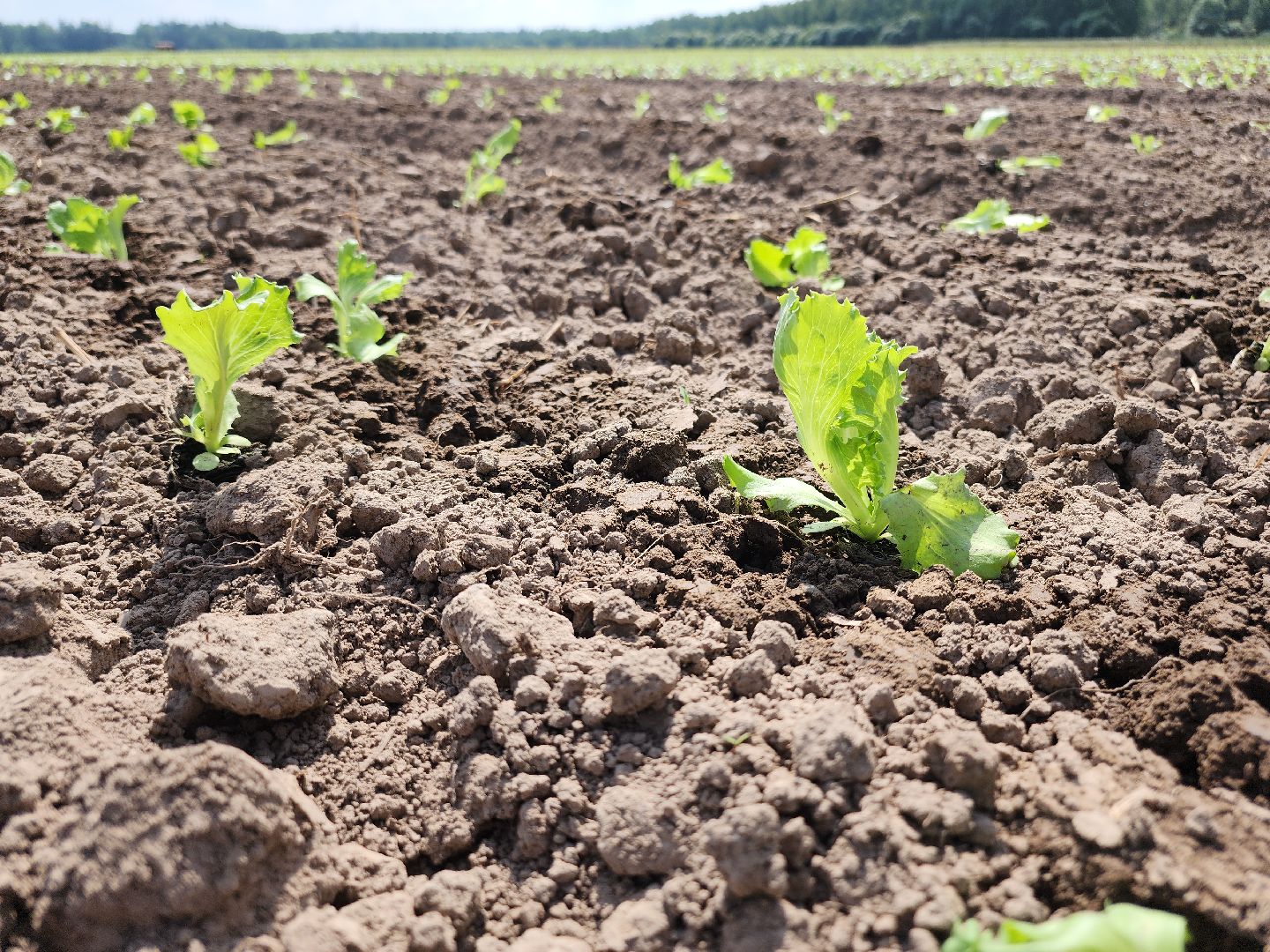 Егорьевск, Подмосковье, Московская область,