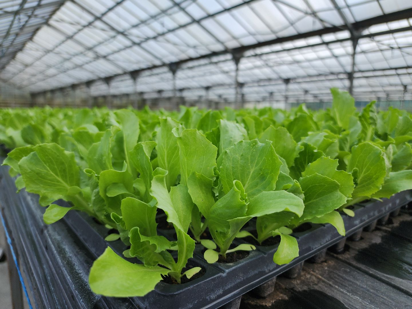 Егорьевск, Подмосковье, Московская область,