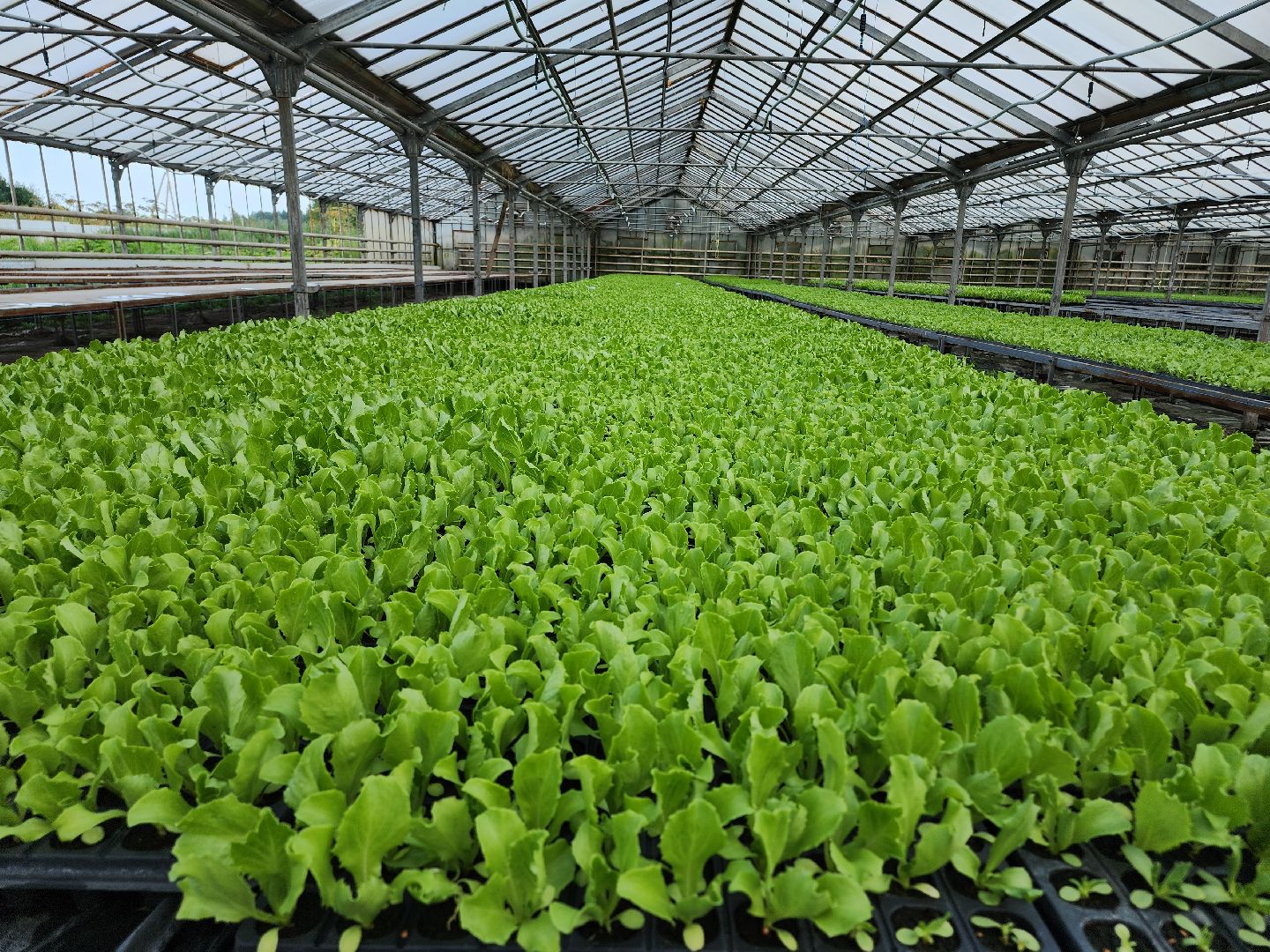 Егорьевск, Подмосковье, Московская область,