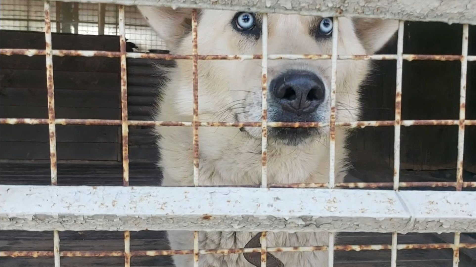 волонтеры, помощь, собаки, приют,