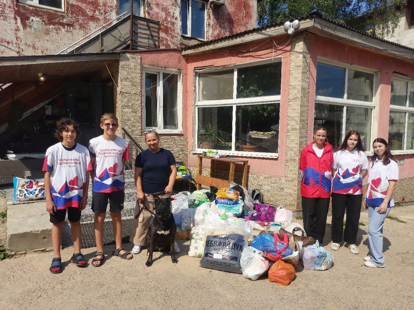 волонтеры, помощь, собаки, приют,