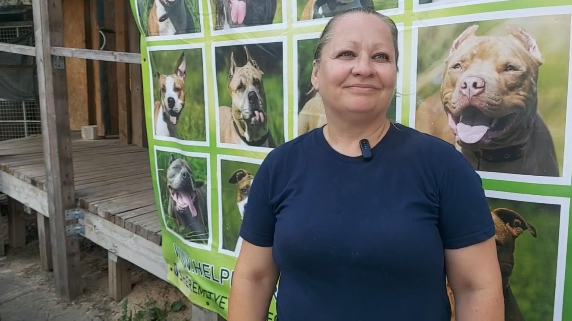 волонтеры, помощь, собаки, приют,