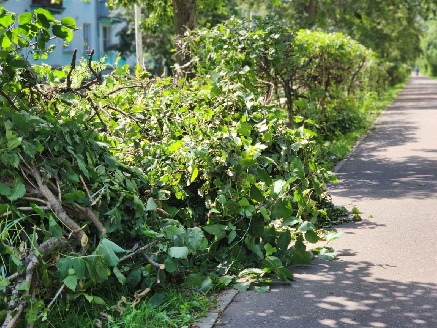 дубна, благоуйстройство, обрезка кустов, санитарная стрижка,