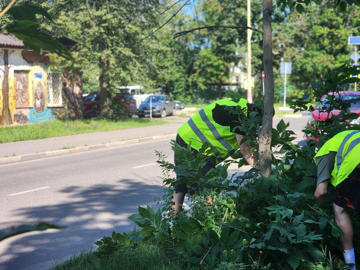 дубна, благоуйстройство, обрезка кустов, санитарная стрижка,