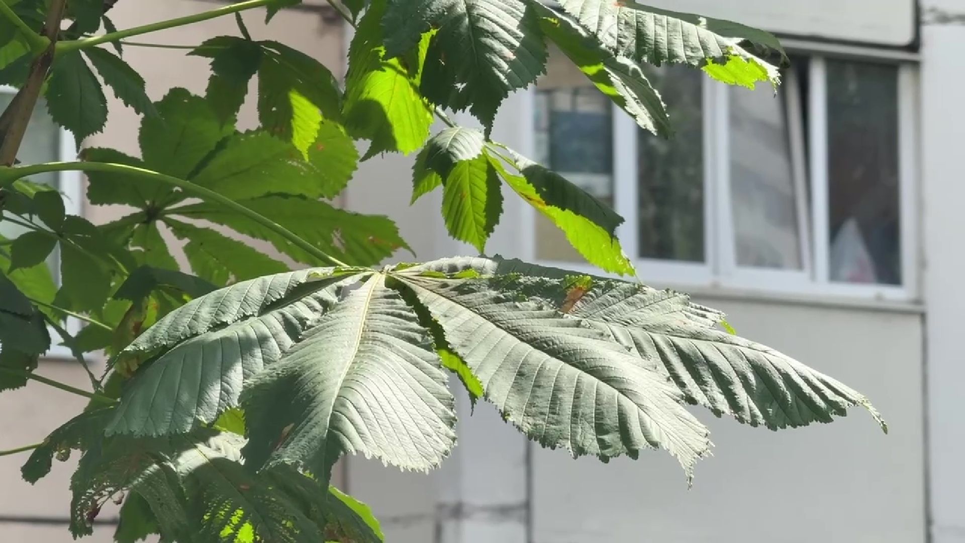 Реутов, каштановый сквер, деревья, благоустройство,