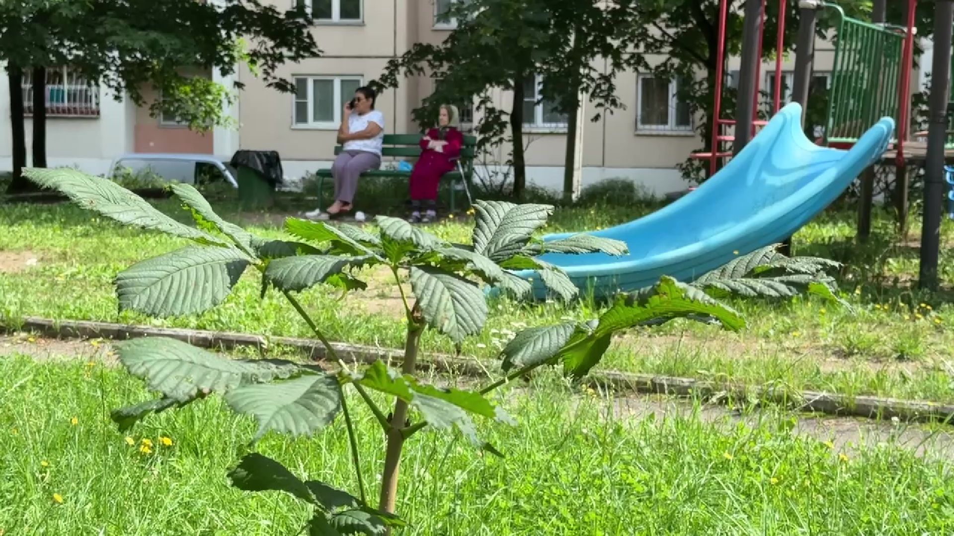 Реутов, каштановый сквер, деревья, благоустройство,