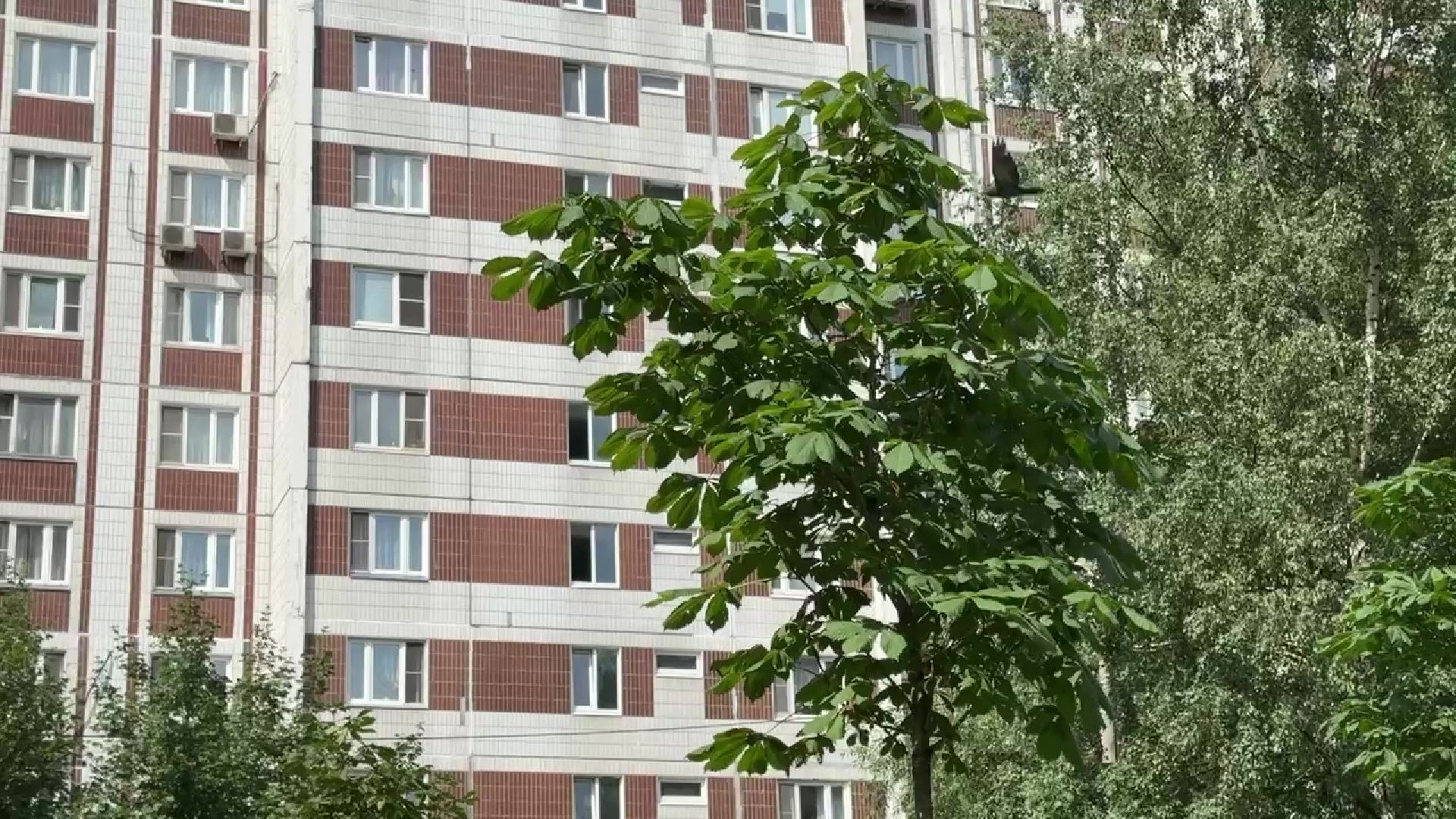 Реутов, каштановый сквер, деревья, благоустройство,