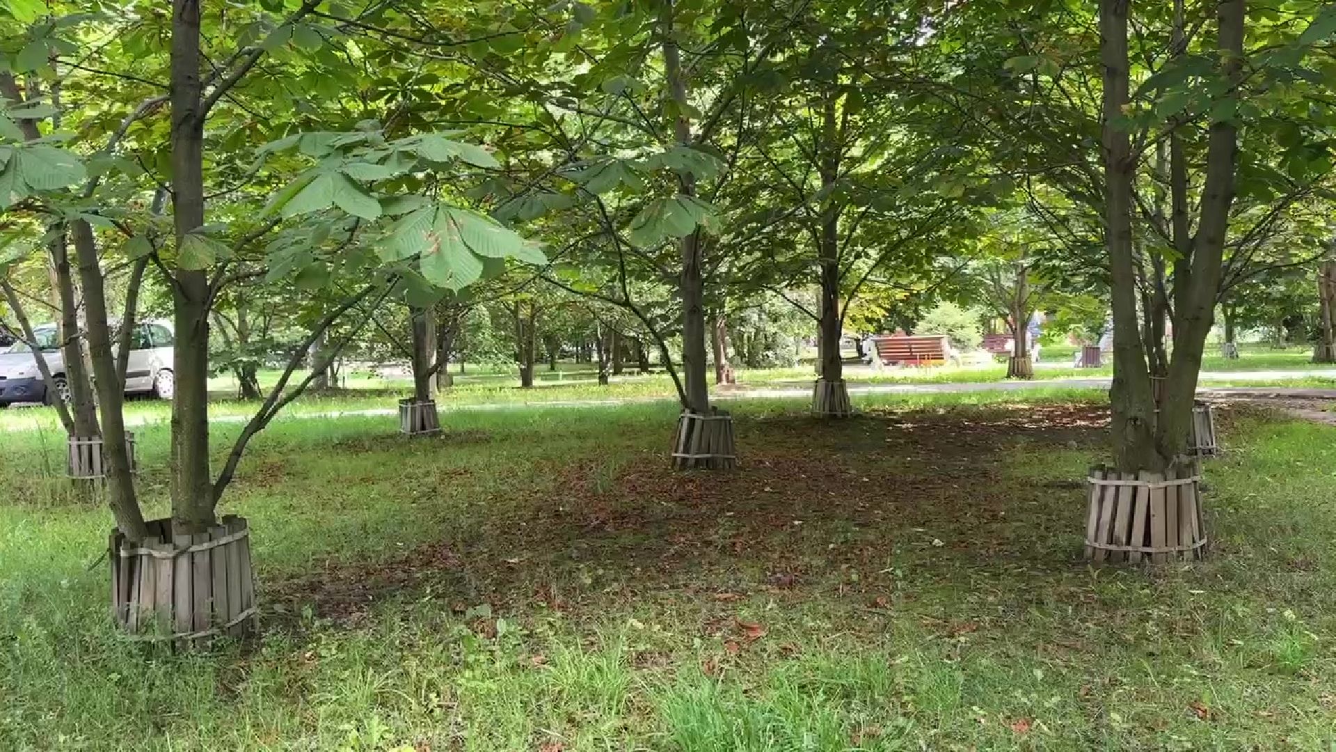 Реутов, каштановый сквер, деревья, благоустройство,