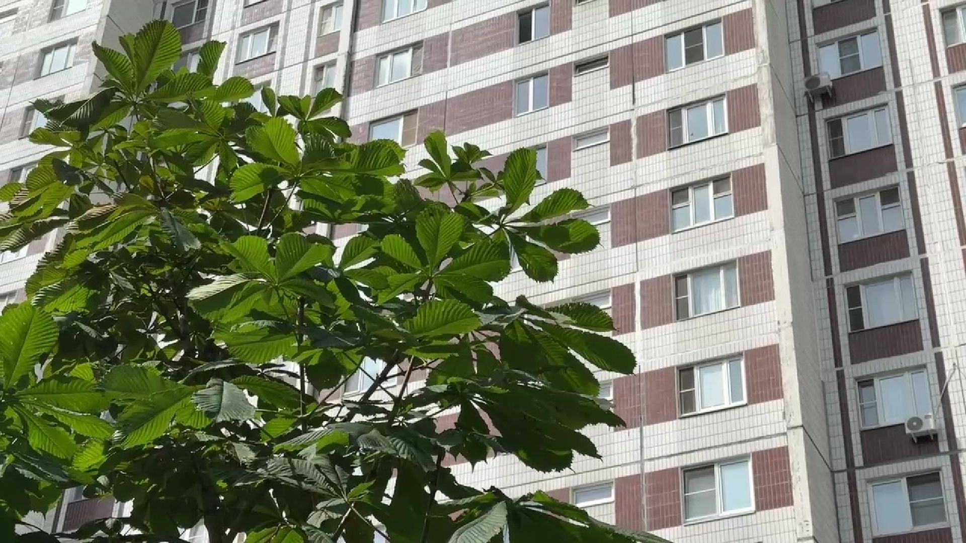 Реутов, каштановый сквер, деревья, благоустройство,