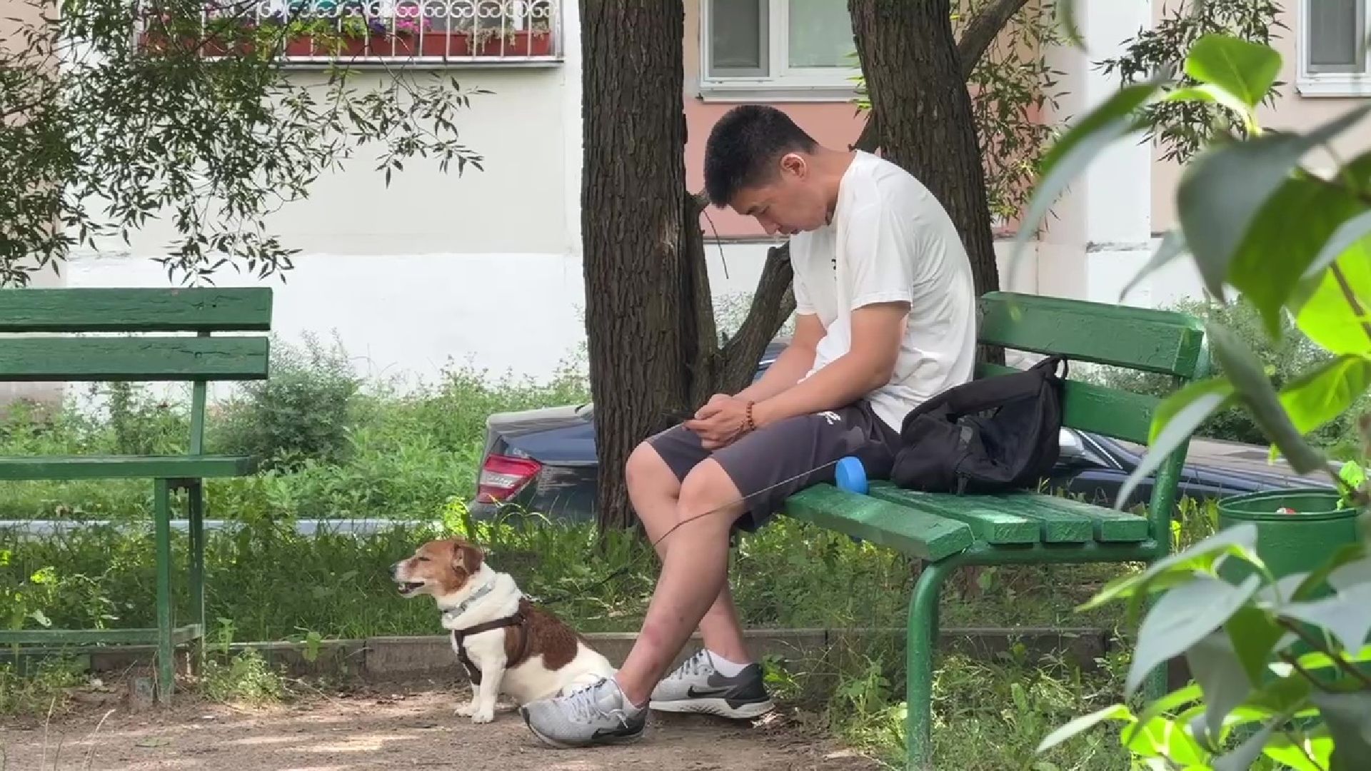 Реутов, каштановый сквер, деревья, благоустройство,