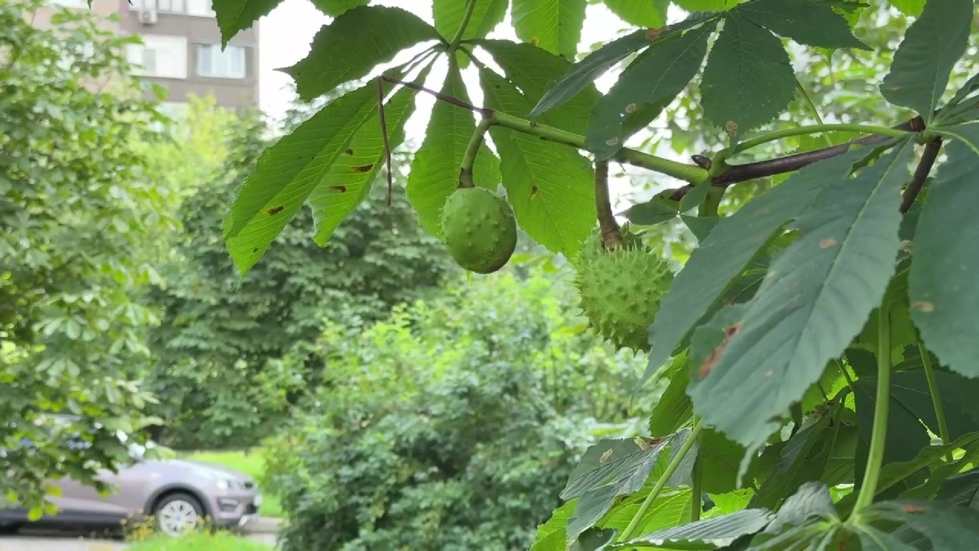 Реутов, каштановый сквер, деревья, благоустройство,