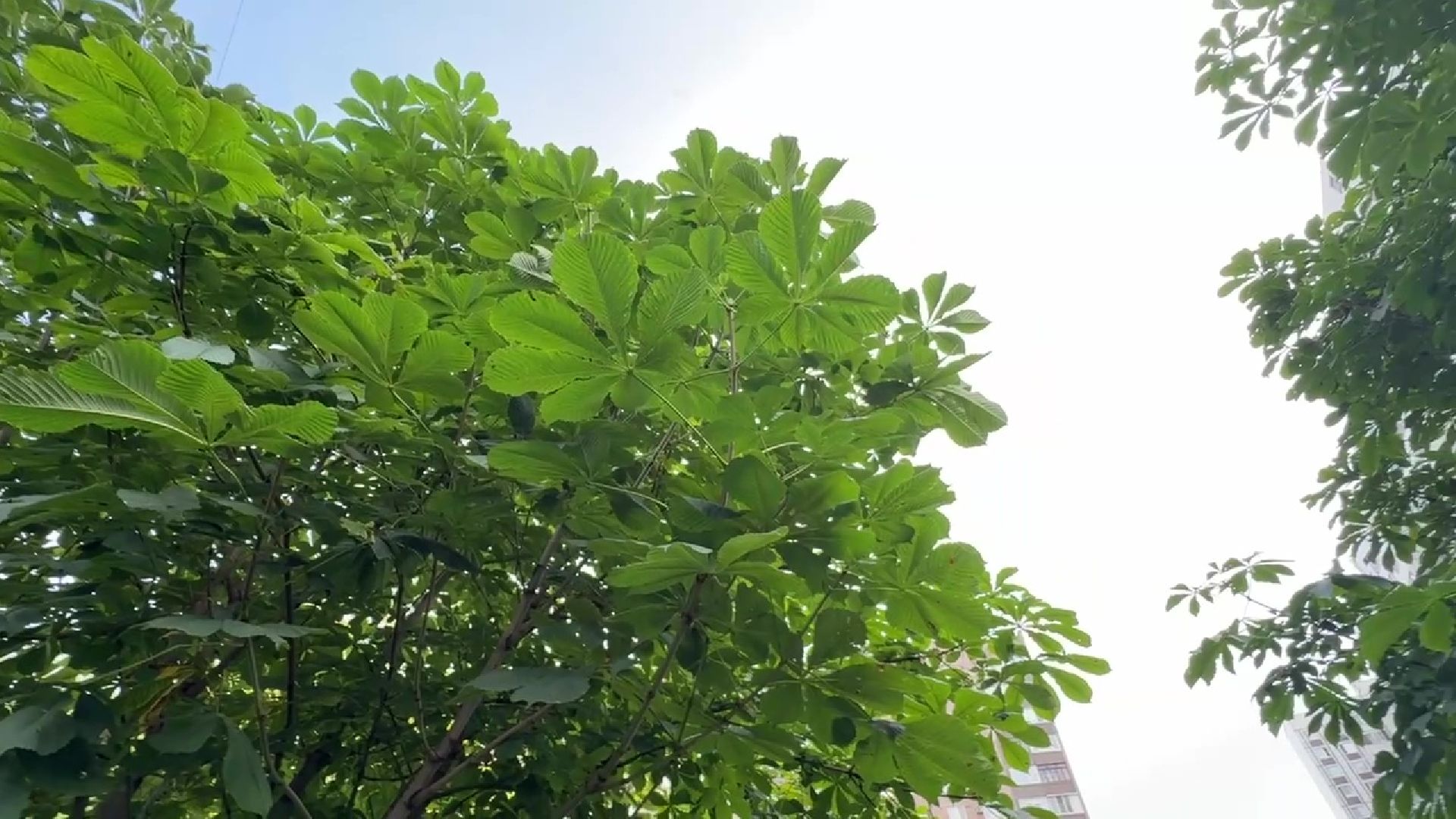 Реутов, каштановый сквер, деревья, благоустройство,