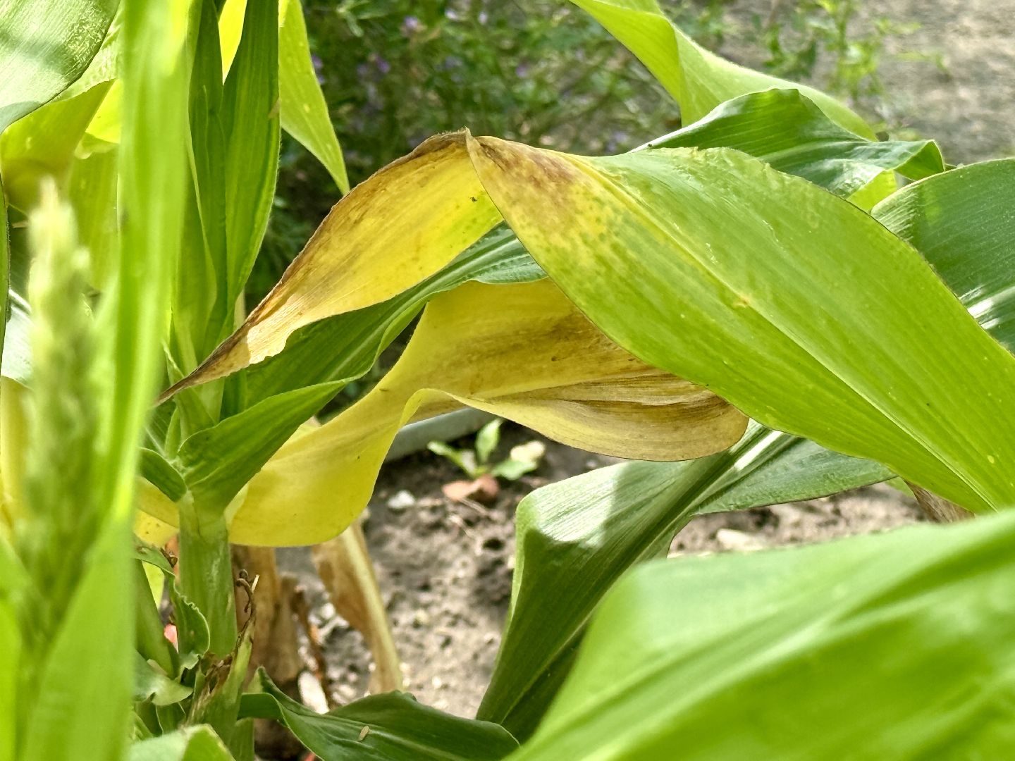 сельское хозяйство, раменское, быково, наука,исследования,