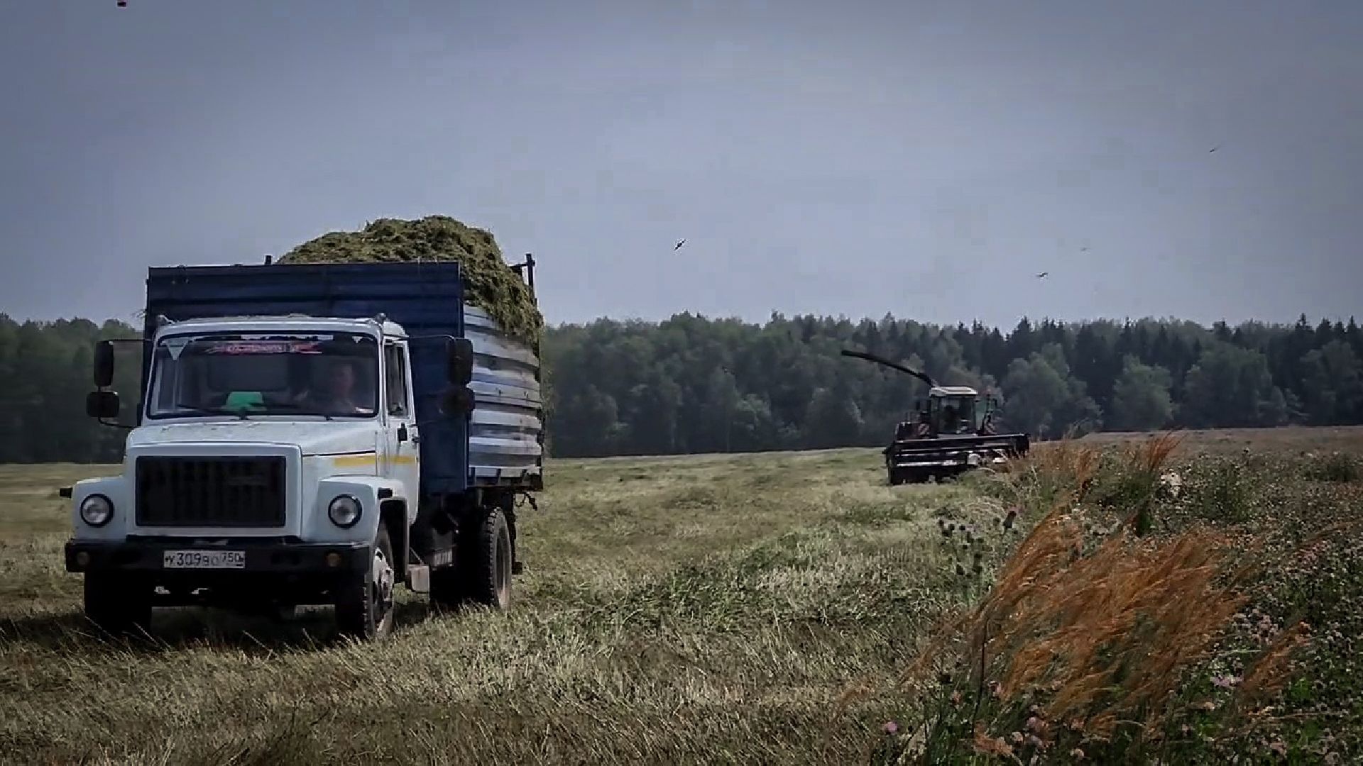 бронницы, сельскохозяйственное предприятие , заготовка кормов, заготовка сена, заготовка сенажа для коров,