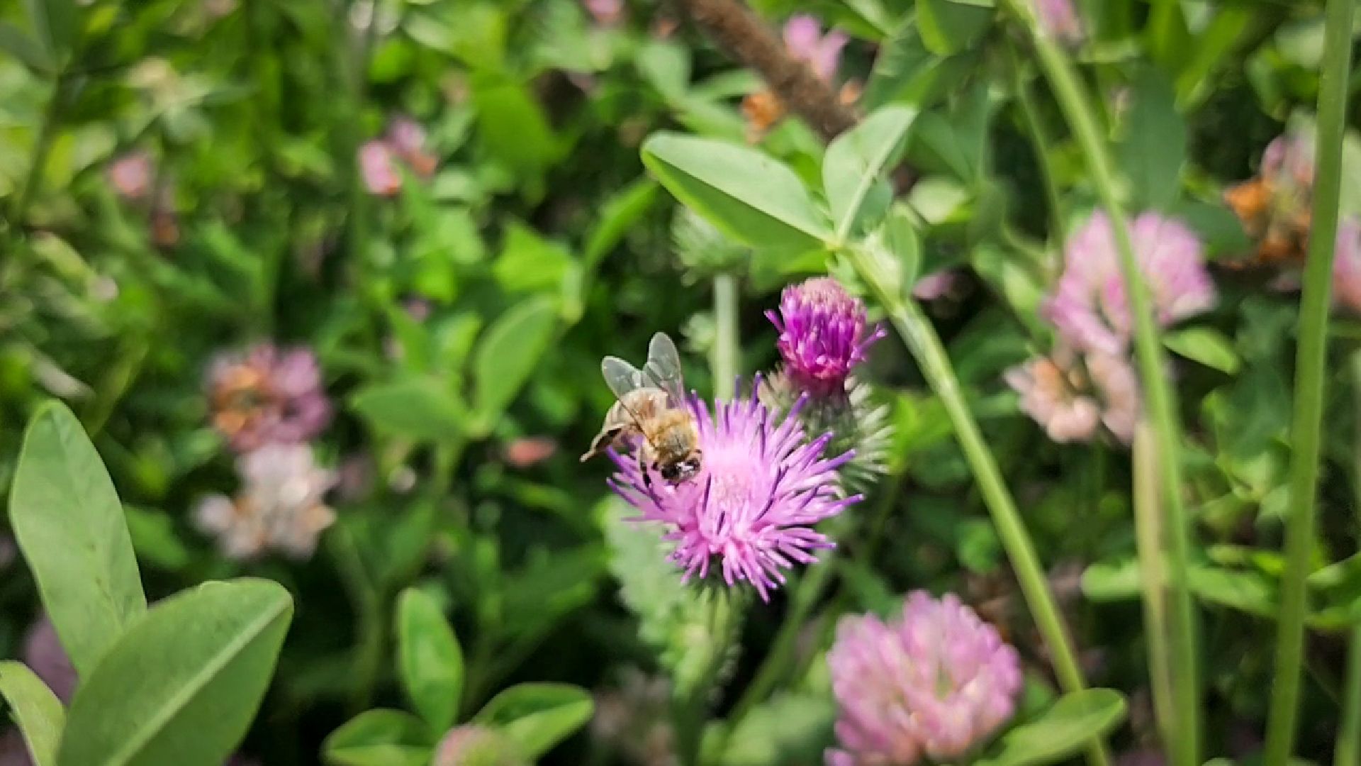 бронницы, сельскохозяйственное предприятие , заготовка кормов, заготовка сена, заготовка сенажа для коров,