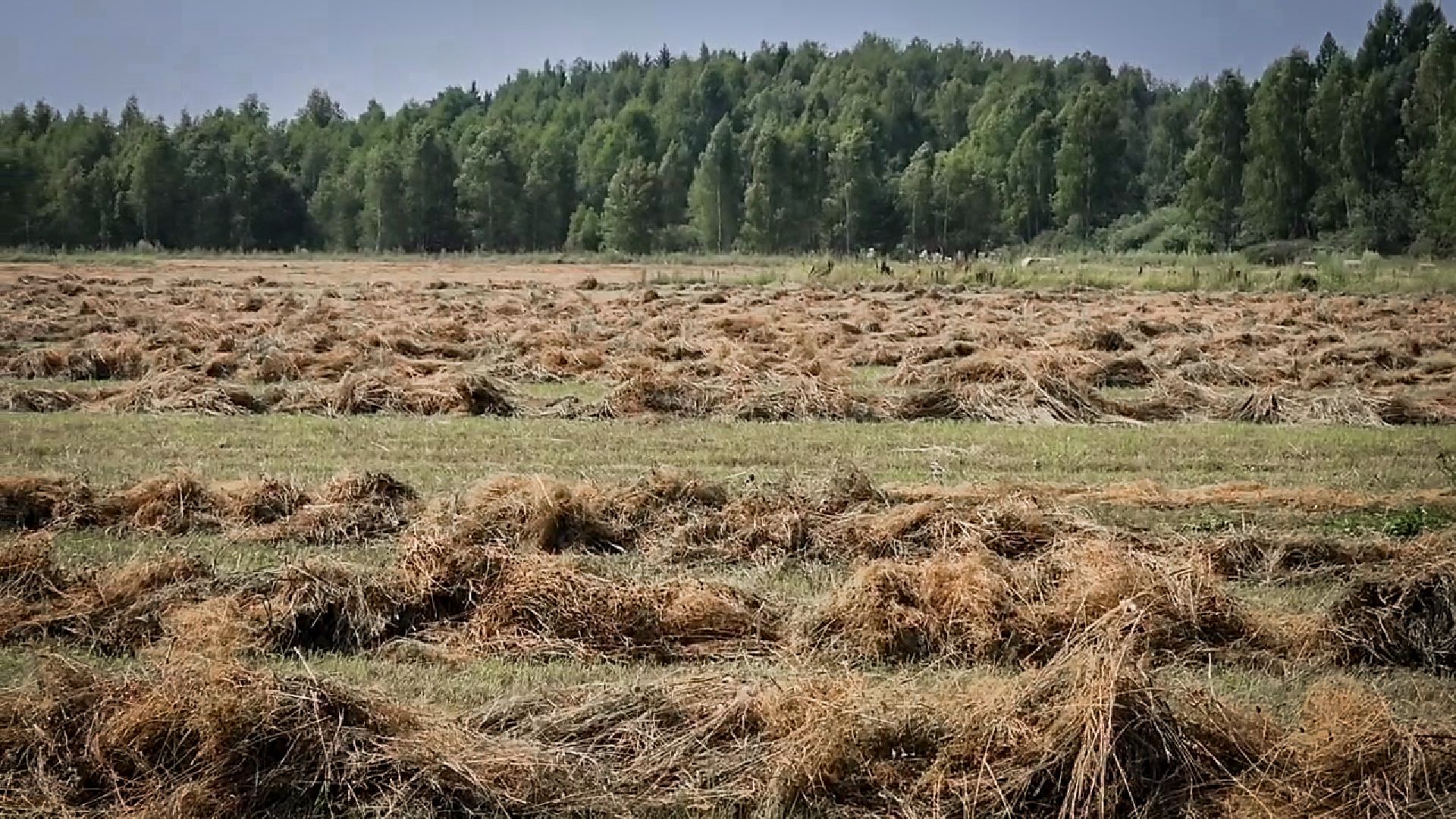 бронницы, сельскохозяйственное предприятие , заготовка кормов, заготовка сена, заготовка сенажа для коров,