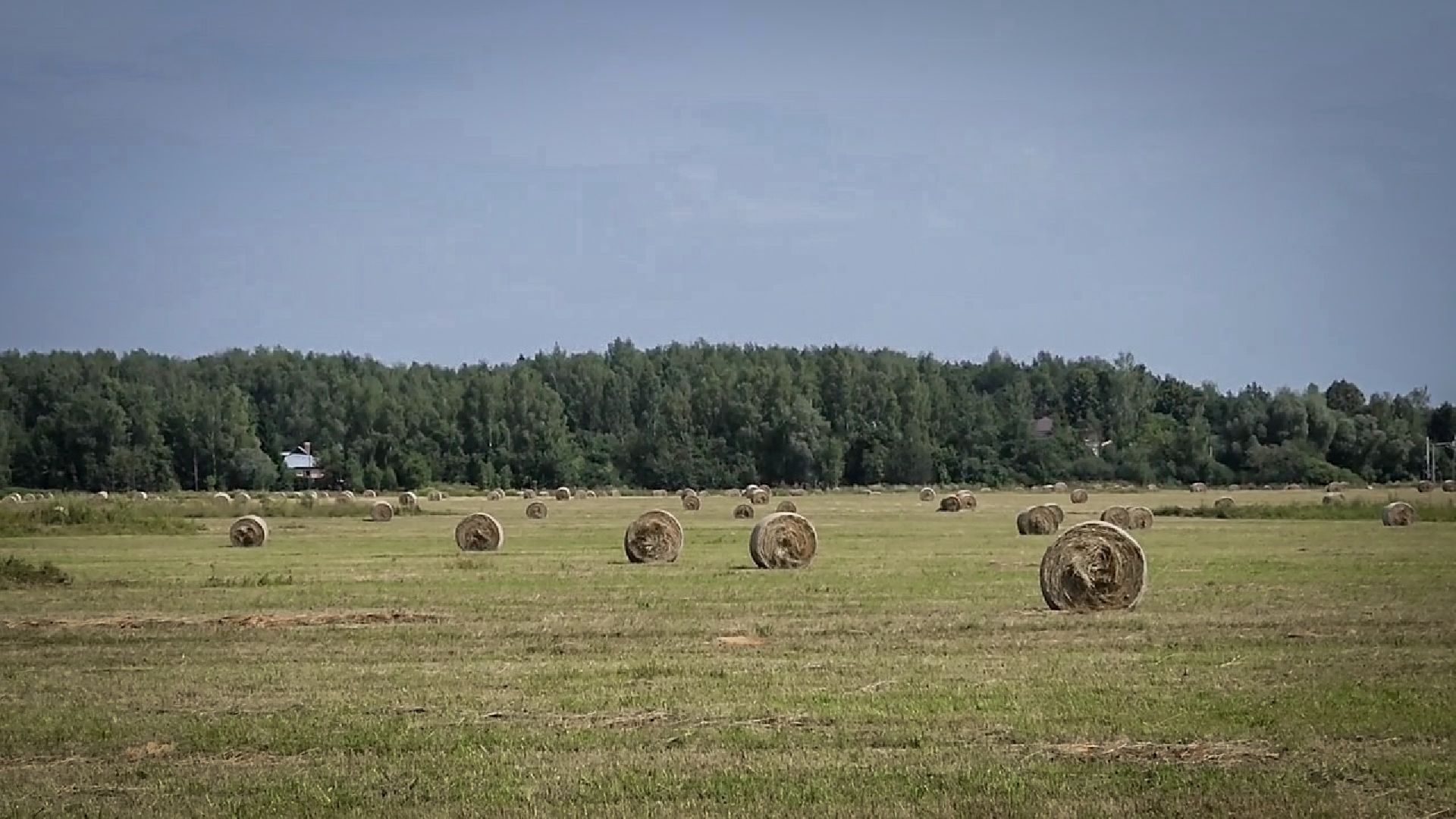 бронницы, сельскохозяйственное предприятие , заготовка кормов, заготовка сена, заготовка сенажа для коров,