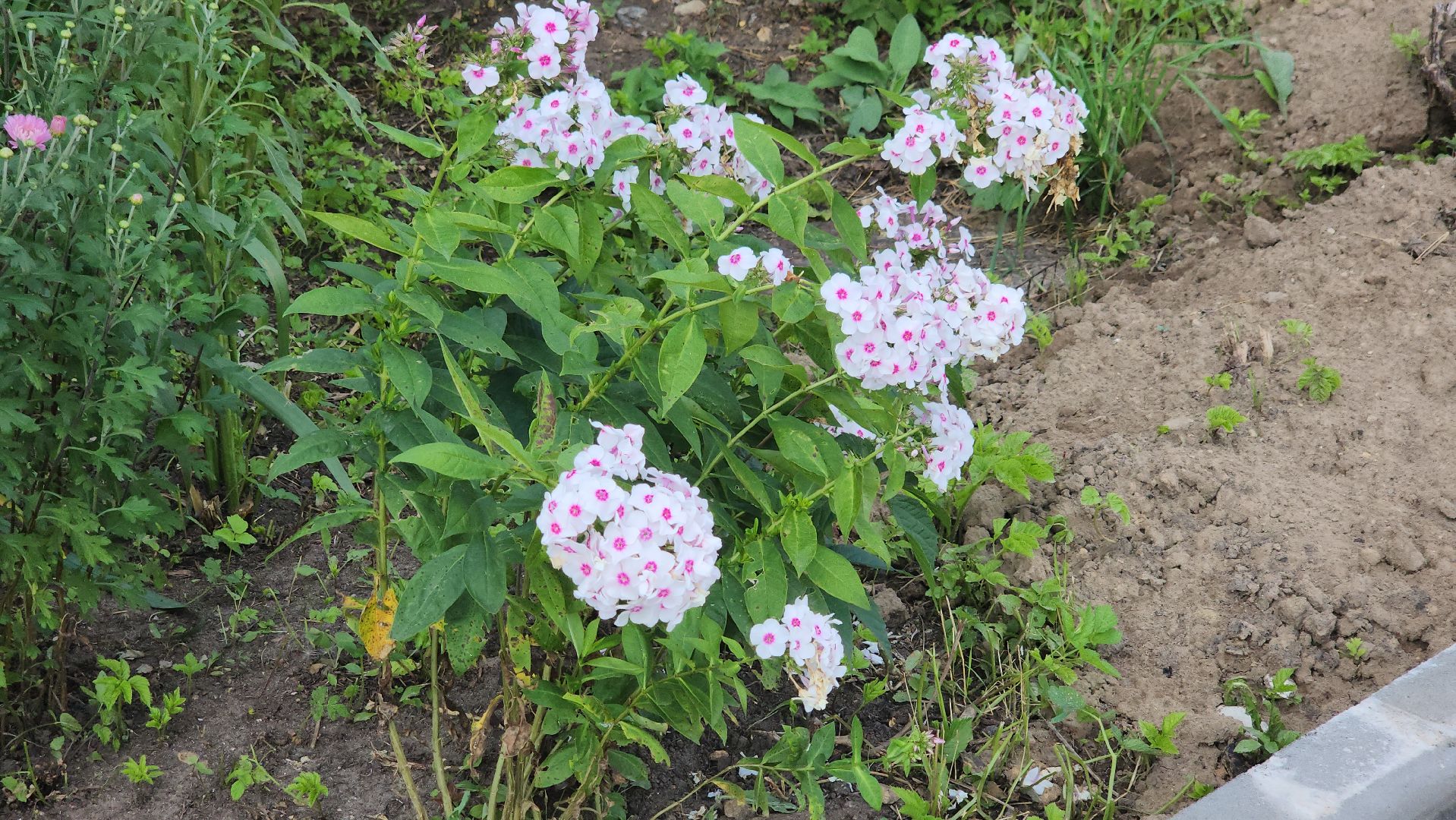 щёлково, Богослово, благоустройство двора, новый асфальт,