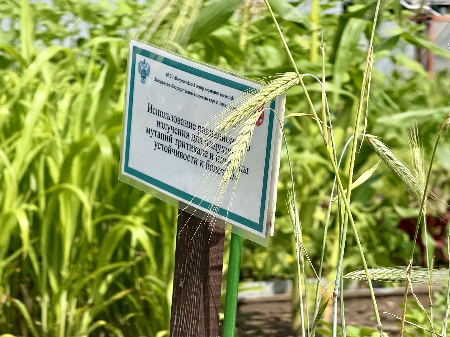 раменское, быково, сельское хозяйство, исследование, РУДН, международные связи,